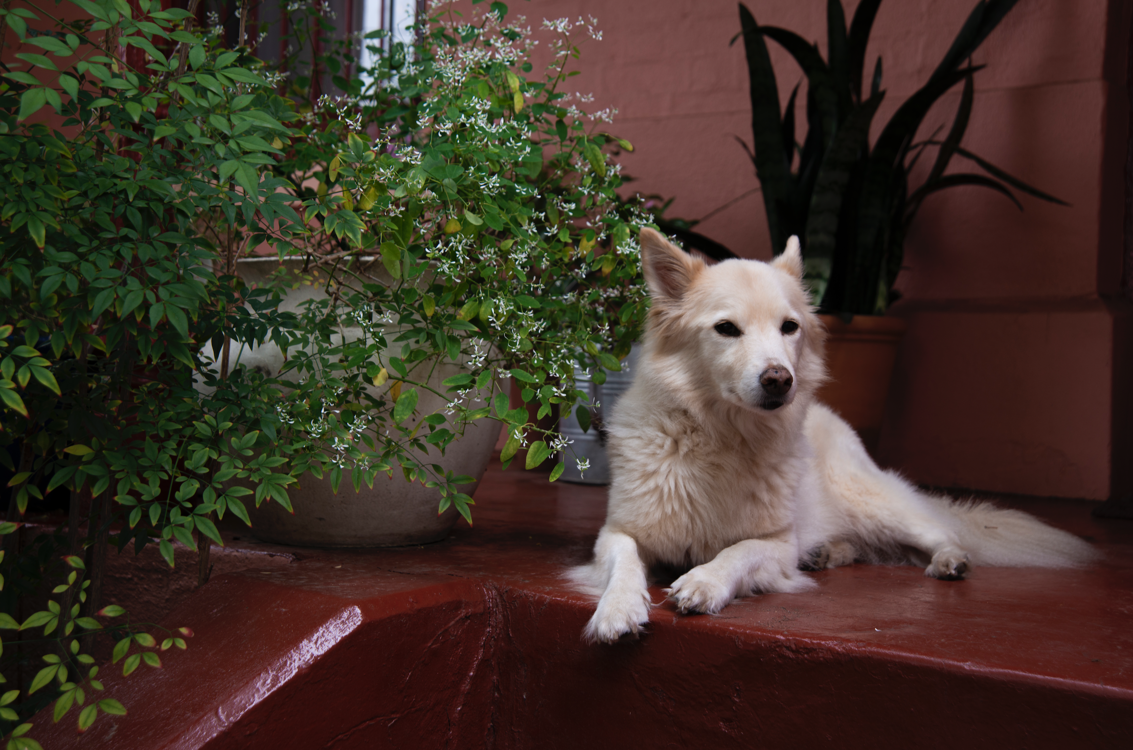 Samwise